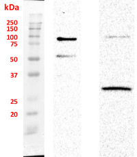 SUN1,2 (nuclear envelope protein) (Arabidopsis thaliana) in the group Antibodies Plant/Algal  / Compartment Markers / Nuclear marker at Agrisera AB (Antibodies for research) (AS15 2856)